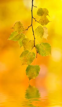 Beautiful golden leaves in autumn with reflection