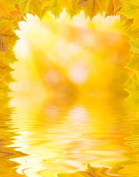 Beautiful golden leaves in autumn with reflection