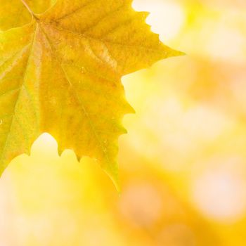 Beautiful leaves in autumn