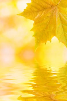 Beautiful golden leaves in autumn with reflection