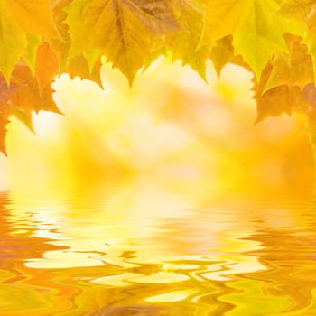 Beautiful golden leaves in autumn with reflection