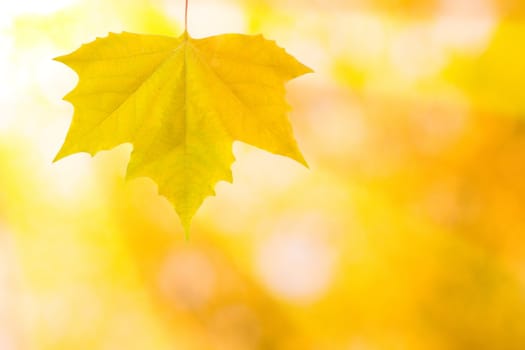 Beautiful leaves in autumn