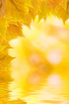 Beautiful golden leaves in autumn with reflection