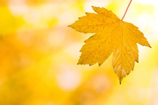 Beautiful leaves in autumn