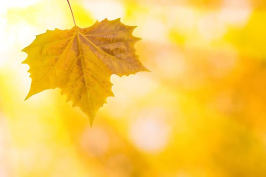 Beautiful leaves in autumn