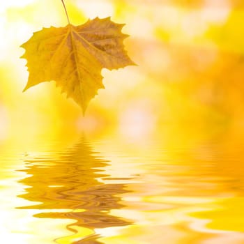 Beautiful golden leaves in autumn with reflection