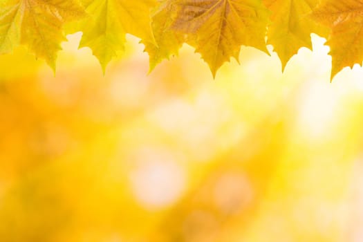 Beautiful leaves in autumn