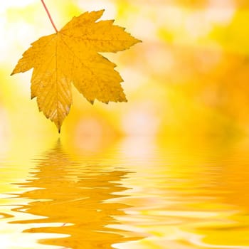 Beautiful golden leaves in autumn with reflection