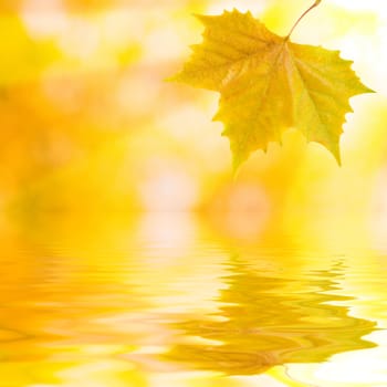 Beautiful golden leaves in autumn with reflection