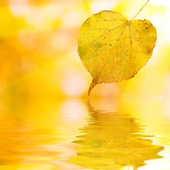 Beautiful golden leaves in autumn with reflection