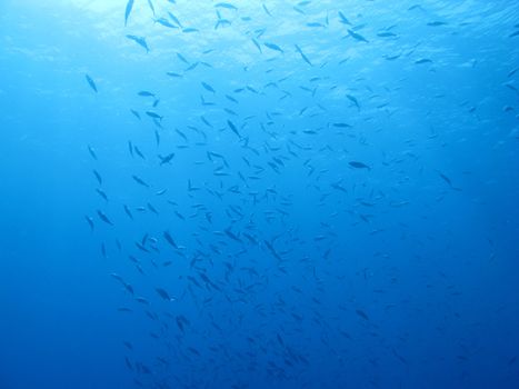 Underwater scene with fishes in the Red Sea, Egypt, near the town Dahab. Dive location: Masharaba.