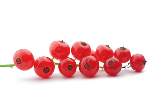 Red currant on white background