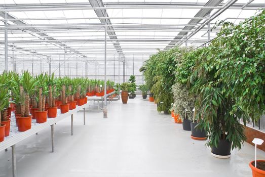 The Industrial hothouse, in which grow the decorative plants.