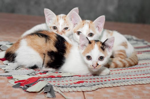 a picture of beautiful little cats