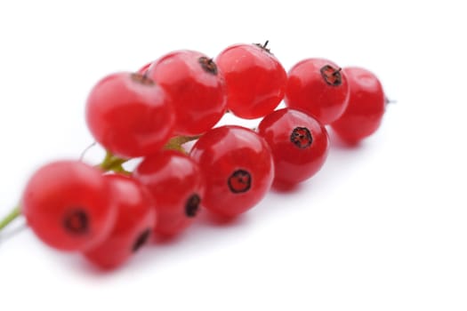 Red currant on white background