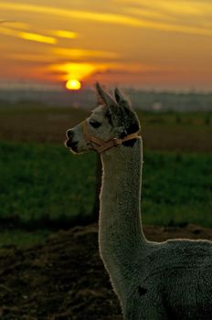 Alpaca, Vicugna pacos