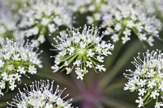 angelica, Angelica sylvestris