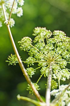 angelica, Angelica sylvestris