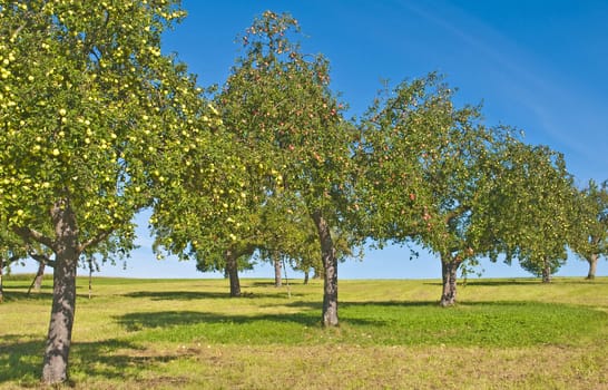 apple tree