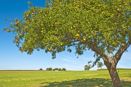 apple tree