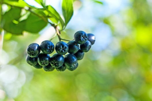 aronia berries at its bush