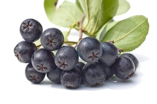 black chokeberry,Aronia melanocarpa