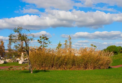 A city park with trees