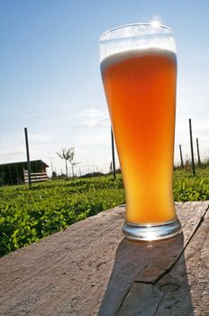 German wheat beer in afternoon sun