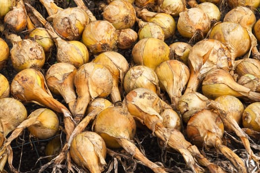 Freshly picked from the field bulbs of ripe onions 