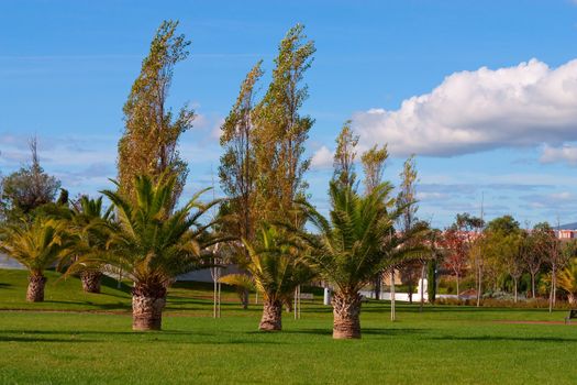 A city park with trees