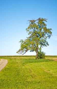 pear tree