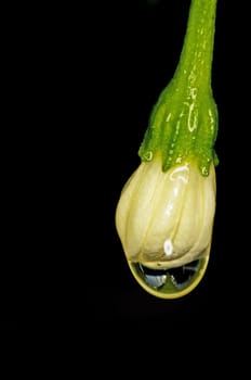 blossom of chili with rain-drops