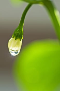 blossom of chili with rain-drops