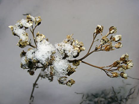vinter