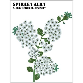 Spiraea Alba, Narrow-leaved Meadowsweet