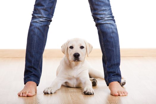 Female legs with a cute puppy looking to you