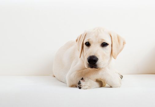 Studio portrait of a beautiful and cute labrador dog breed