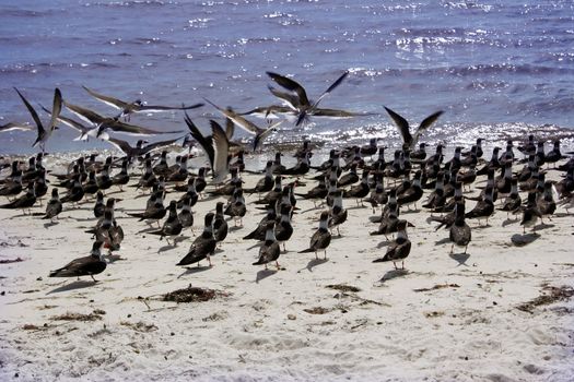 a large group of birds hang out along the gulf coast shore in cedar key, florida