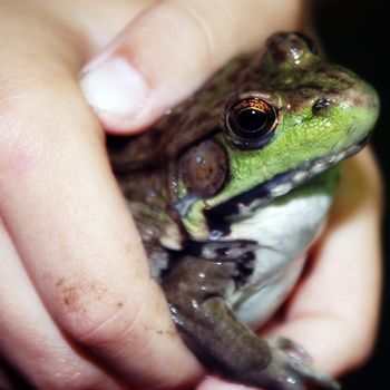 a proud boy shows off the fat frog that he has just caught