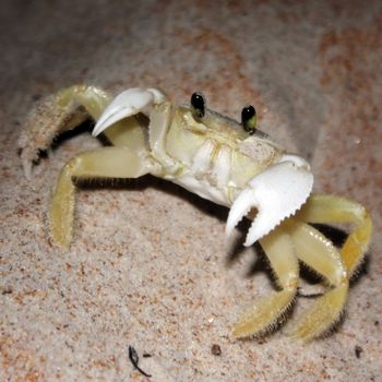 a crab hangs out in the sand in florida