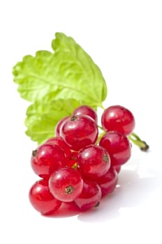 red currant