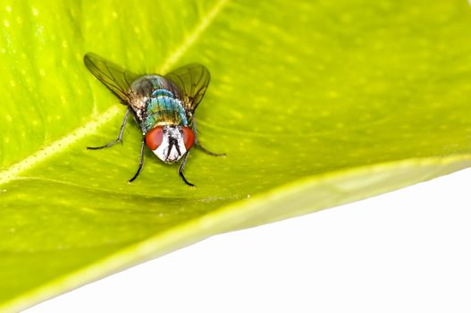 green fly, Lucilia caesar