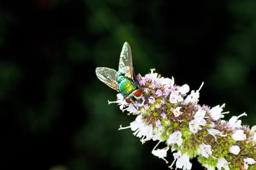 fly, Lucilia caesar.