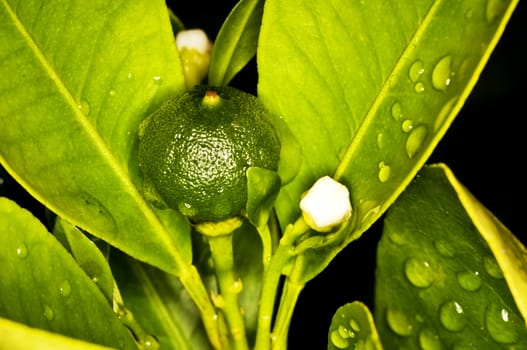 Calamondin mandarin