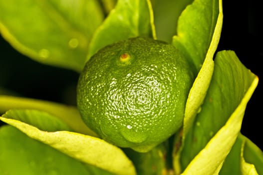 Calamondin mandarin