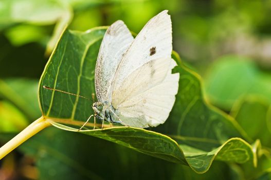 cabbage butterfly, Pieris brassicae