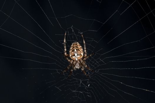 garden spider, Araneus diadematus