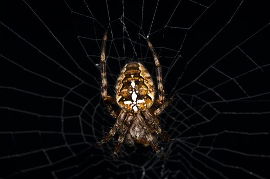 garden spider, Araneus diadematus