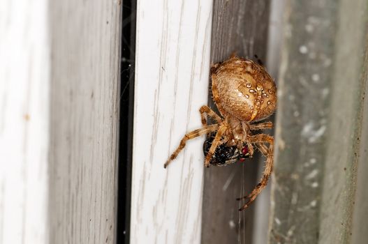 garden spider, Araneus diadematus