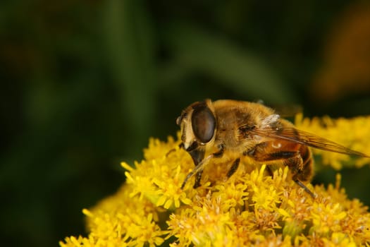 Fly on a flower - Portrait